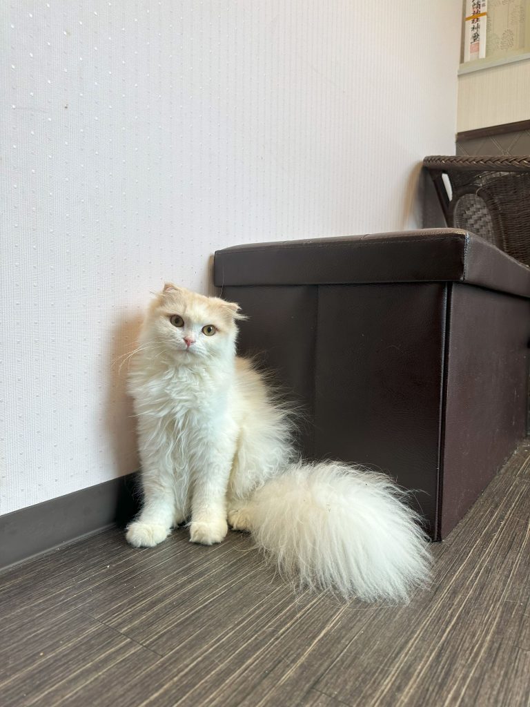 ニャンコ商談中。 ランチバッグ | ファミリア公式サイト