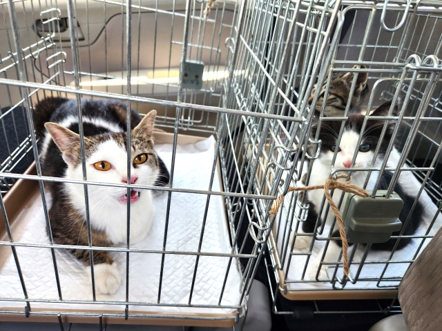 保護猫』とはどんな猫？迎える準備とメリット解説 - ピースニャンコ