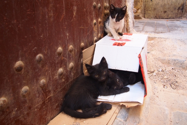 捨て猫』を保護する方法は？見つけたらまずすべき5つのこと - ピース