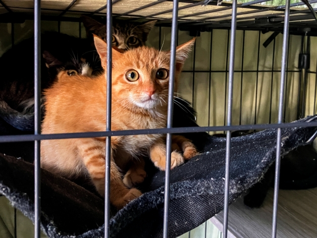 猫の殺処分数はどれくらい？現状と殺処分を減らすための方法を解説