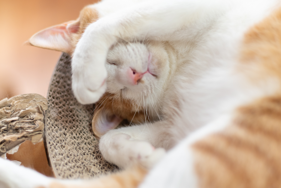 猫の種類は数あれど」茶トラ猫編