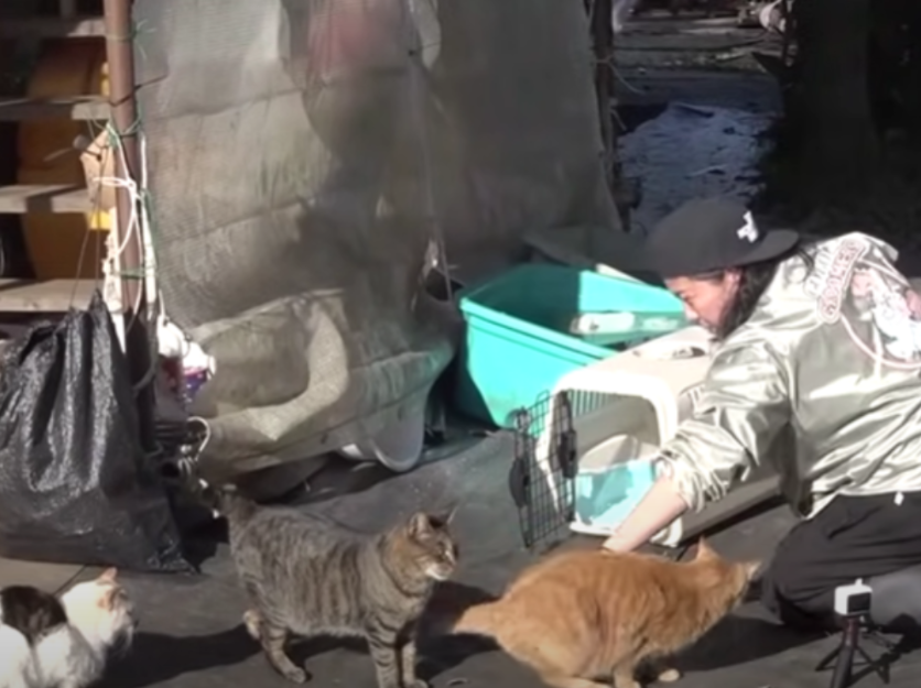 増え続ける野良猫たち…命の危機を救う保護活動に密着！ - ピースニャンコ