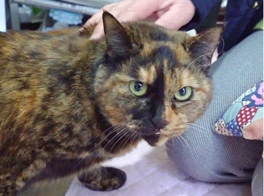 高齢飼い主の切実なSOS…保護猫活動の現場から - ピースニャンコ