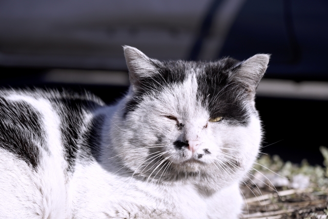 野良猫のボスの特徴は?ボス猫になる過程や関わり方を紹介! 1 1fed5e218eefd0019ebcb4b53698a869