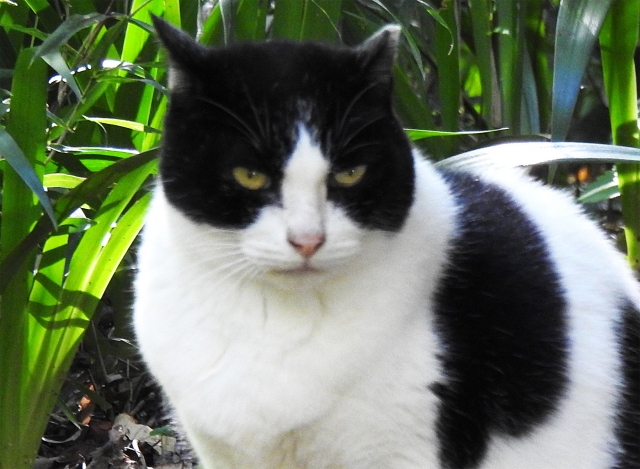 野良猫のボスの特徴は?ボス猫になる過程や関わり方を紹介! 3 e292a3334a79d98b8d789b94411454d6