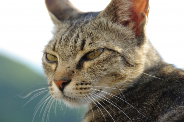 野良猫のボスの特徴は?ボス猫になる過程や関わり方を紹介! 5 22296e941ce099ffa35ac248401f48eb