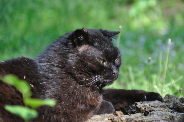 野良猫のボスの特徴は?ボス猫になる過程や関わり方を紹介! 6 de4977c3fbcfeed9d8ddf557e9044934
