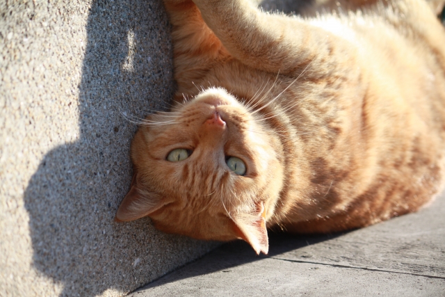 野良猫のボスの特徴は?ボス猫になる過程や関わり方を紹介! 7 a13cfb9b54e089ef10a4047139813cd4
