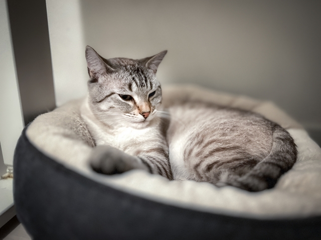 『猫白血病ウイルス感染症(FeLV)』とは?原因・症状・治療・予防まで徹底解説【獣医師監修】 8 4a2c3b496ee14b1f153a2b73762870b4