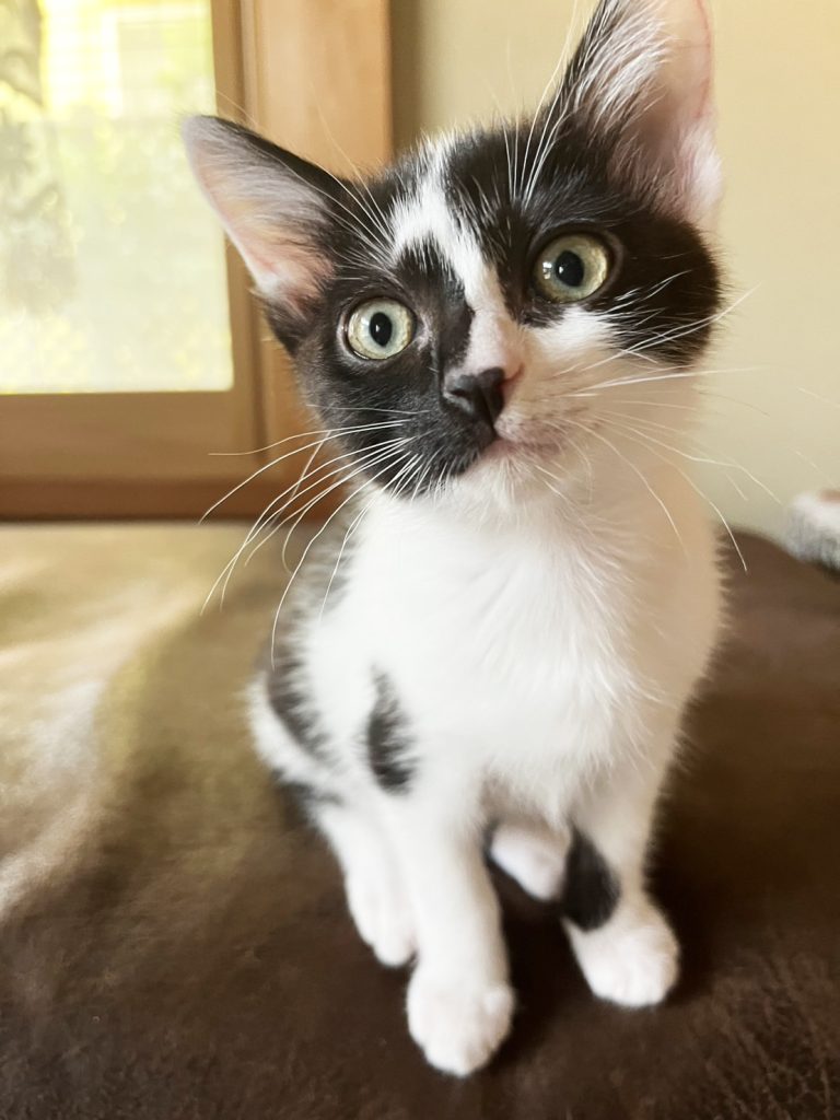 “かわいそう”で終わらせない。保護動物に“役割”を。一般社団法人「HugKu-Me」理事長・牛島加代さんインタビュー 2 2 S 122986503