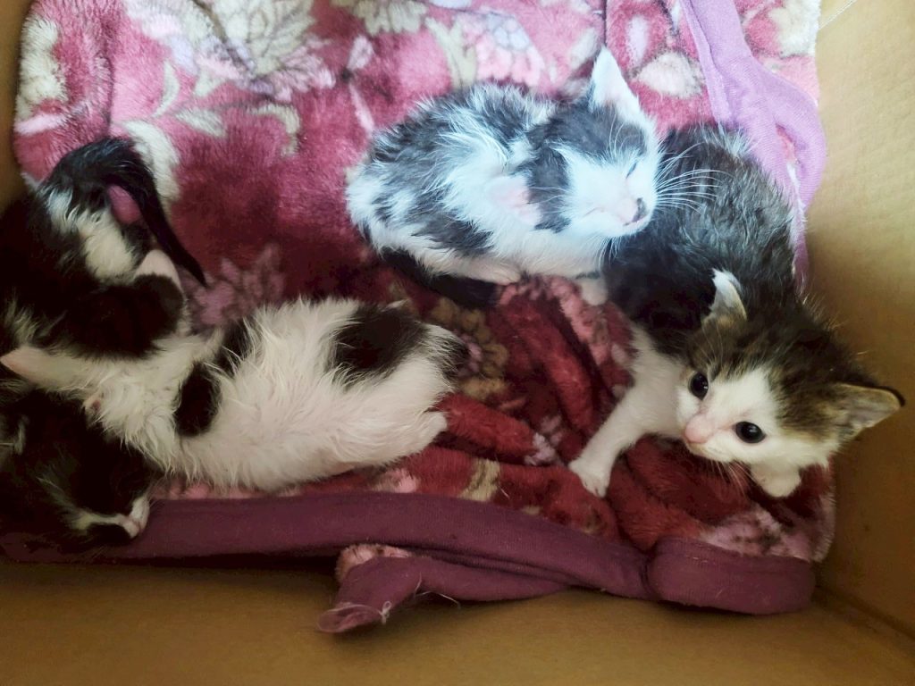 “かわいそう”で終わらせない。保護動物に“役割”を。一般社団法人「HugKu-Me」理事長・牛島加代さんインタビュー 3 3 S 122986506 e1753147154829