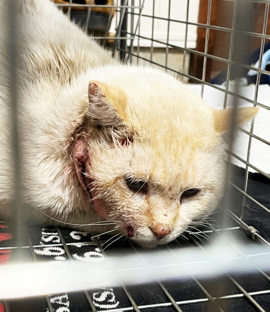 “かわいそう”で終わらせない。保護動物に“役割”を。一般社団法人「HugKu-Me」理事長・牛島加代さんインタビュー 6 6 S 122986511 e1753147302935