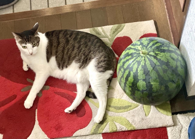 室内でも注意!猫の熱中症|症状・予防対策を解説 地域猫・野良猫へのケアも【獣医師監修】 1 a0fef7f4078222e370a55a0b5900c619