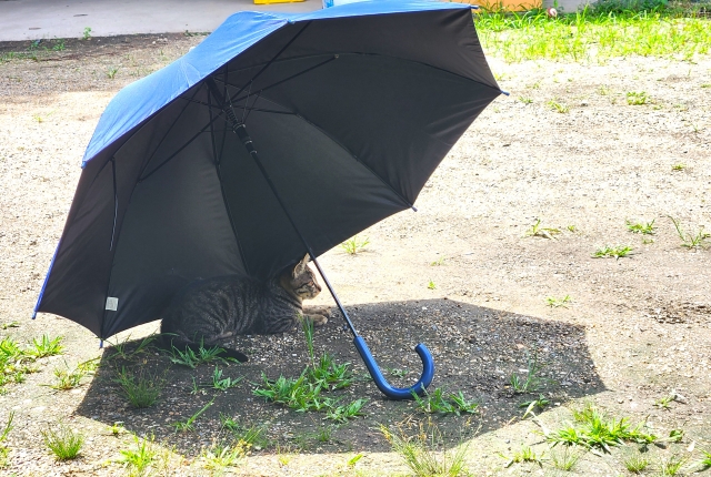 室内でも注意!猫の熱中症|症状・予防対策を解説 地域猫・野良猫へのケアも【獣医師監修】 2 99d129de72adcd03179800fe05296e3b