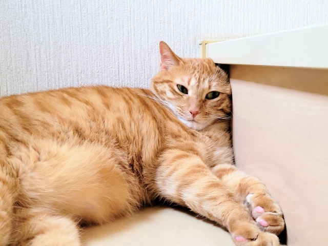 室内でも注意!猫の熱中症|症状・予防対策を解説 地域猫・野良猫へのケアも【獣医師監修】 3 318de222f5bec48ebcc051ccd379210e