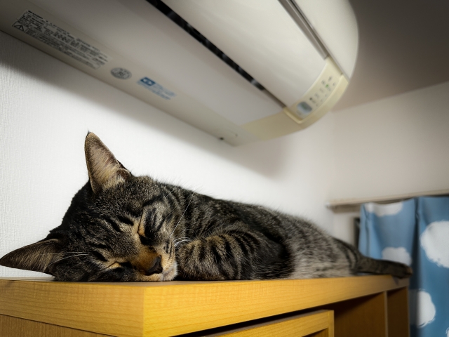 室内でも注意!猫の熱中症|症状・予防対策を解説 地域猫・野良猫へのケアも【獣医師監修】 4 894446f71ed7f1a0fbb0c520f74526be