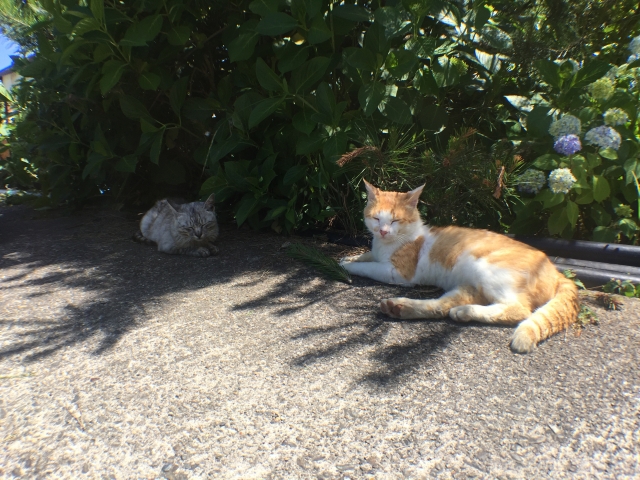 室内でも注意!猫の熱中症|症状・予防対策を解説 地域猫・野良猫へのケアも【獣医師監修】 6 d1ba6ff80059ab29404babb3e159083d