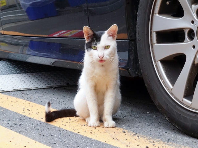 野良猫がうちに来る場合はどうする?トラブル回避のポイントを解説! 3 53fe828223ffc0e2034e9feeaa8a2e9b
