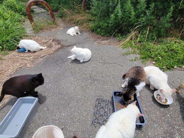 野良猫がうちに来る場合はどうする?トラブル回避のポイントを解説! 4 5abcc3bc565b205af19d24704080d86a