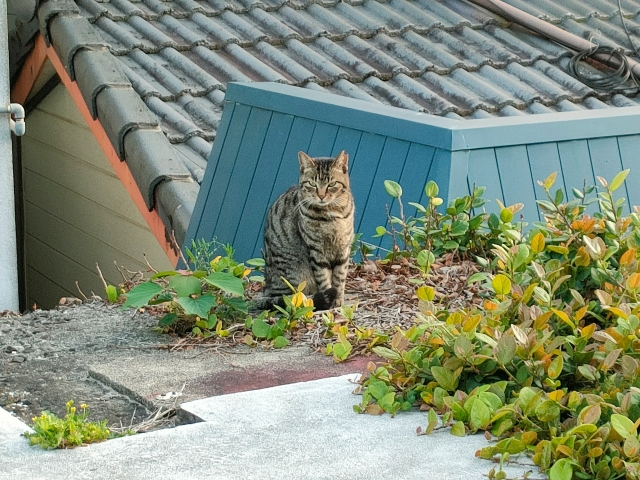野良猫がうちに来る場合はどうする?トラブル回避のポイントを解説! 5 435307dfa799431ab4fe4f9f623f12d5