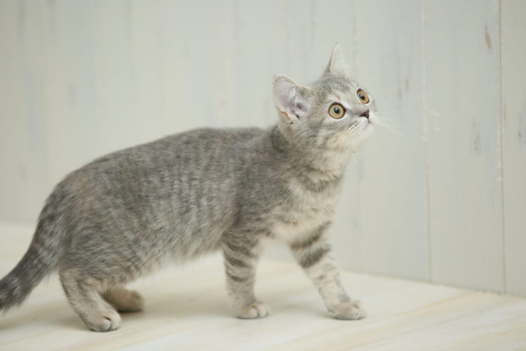 「猫の種類は数あれど」ブリティッシュショートヘア編 2 2 AdobeStock 98541071