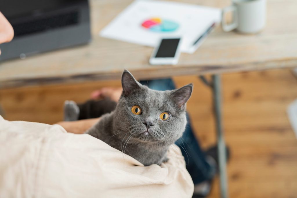「猫の種類は数あれど」ブリティッシュショートヘア編 3 3 AdobeStock 373119436