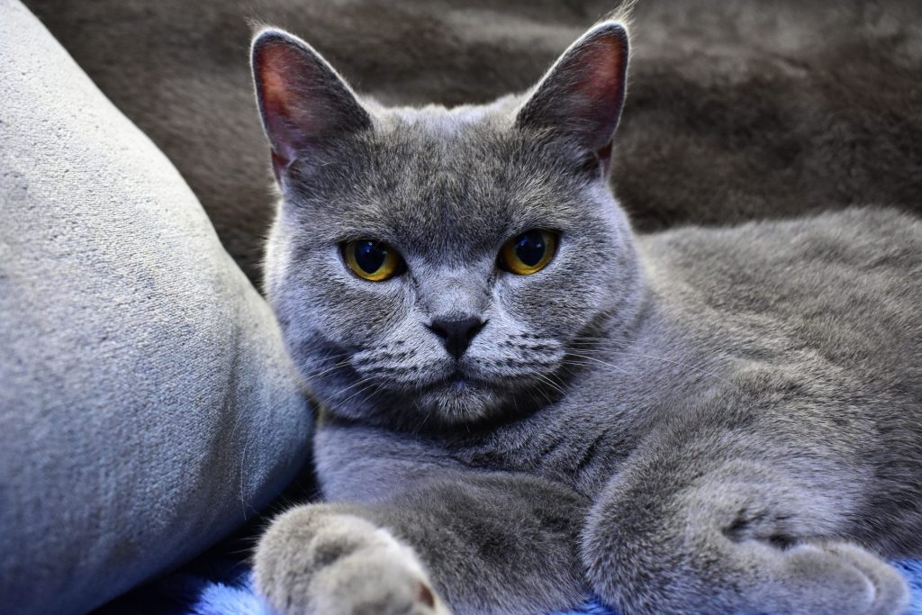 「猫の種類は数あれど」ブリティッシュショートヘア編 4 4 AdobeStock 375910950