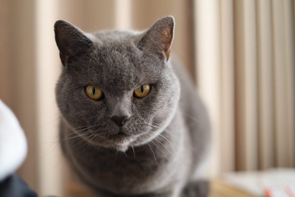 「猫の種類は数あれど」ブリティッシュショートヘア編 5 5 AdobeStock 482537723