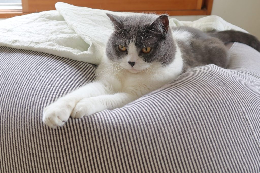 「猫の種類は数あれど」ブリティッシュショートヘア編 6 6 AdobeStock 457778873