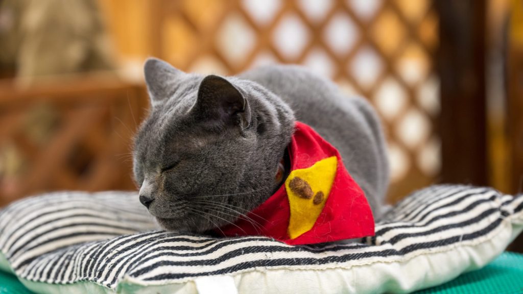 「猫の種類は数あれど」ブリティッシュショートヘア編 7 7 AdobeStock 558144485
