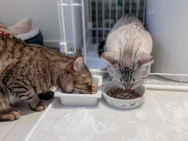 猫の食事量はどれくらい?年齢や体重に合わせた適切な計算方法を解説! 1 b3f6cada28ea7583ad90ced07b0bb86d