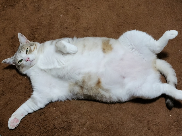 猫の食事量はどれくらい?年齢や体重に合わせた適切な計算方法を解説! 4 12abc32a79e635db34923bea3d6e9792