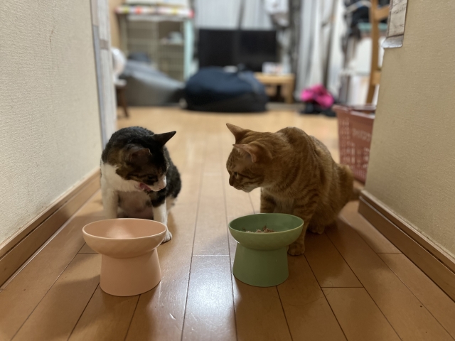 猫の食事量はどれくらい?年齢や体重に合わせた適切な計算方法を解説! 6 5dd966be3c59530d75a671b88ecf5648