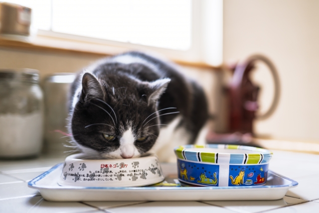 猫の食事時間はどう決める?適切な回数や与え方の注意点を解説! 1 6b768d8800493e97bc1198bd04a32a28
