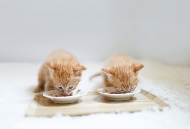 猫の食事時間はどう決める?適切な回数や与え方の注意点を解説! 2 116c5047b0ce93721b41163d94bab683