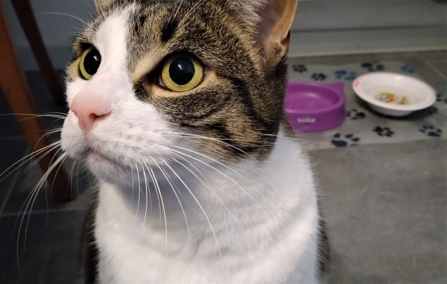 猫の食事時間はどう決める?適切な回数や与え方の注意点を解説! 3 da5590e57b6ffbf98f2b2e10e0f9ad06