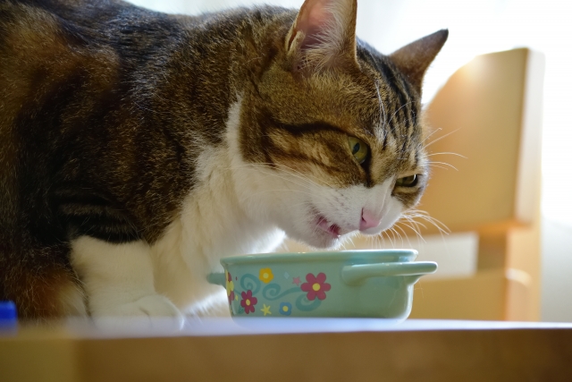 猫の食事時間はどう決める?適切な回数や与え方の注意点を解説! 4 510d42234e131abdc825bae742bae919