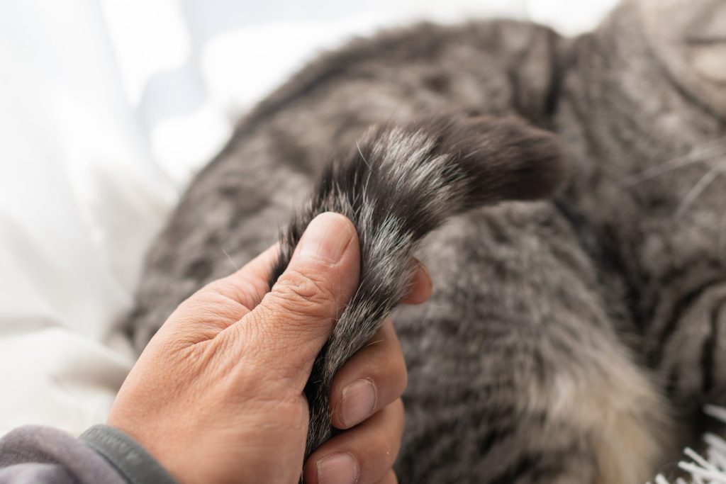 【猫のしぐさ大辞典|しっぽ編】 5 5 AdobeStock 516933937