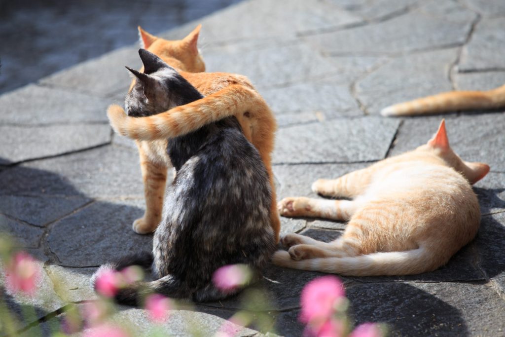 【猫のしぐさ大辞典|しっぽ編】 6 6 AdobeStock 532716284