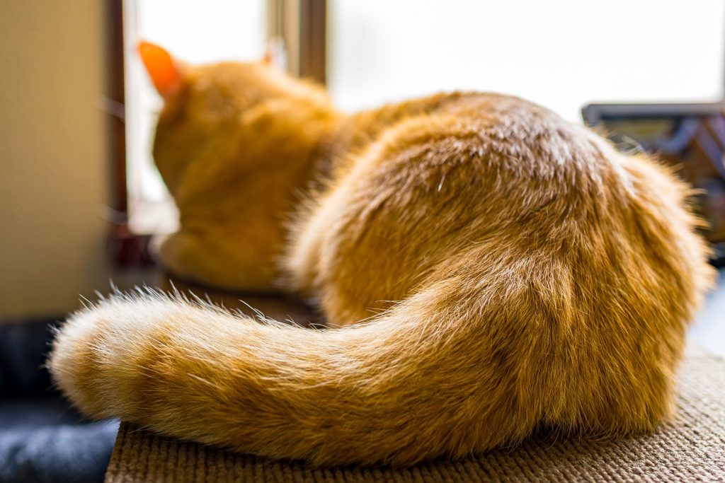 【猫のしぐさ大辞典|しっぽ編】 7 7 AdobeStock 1503528524