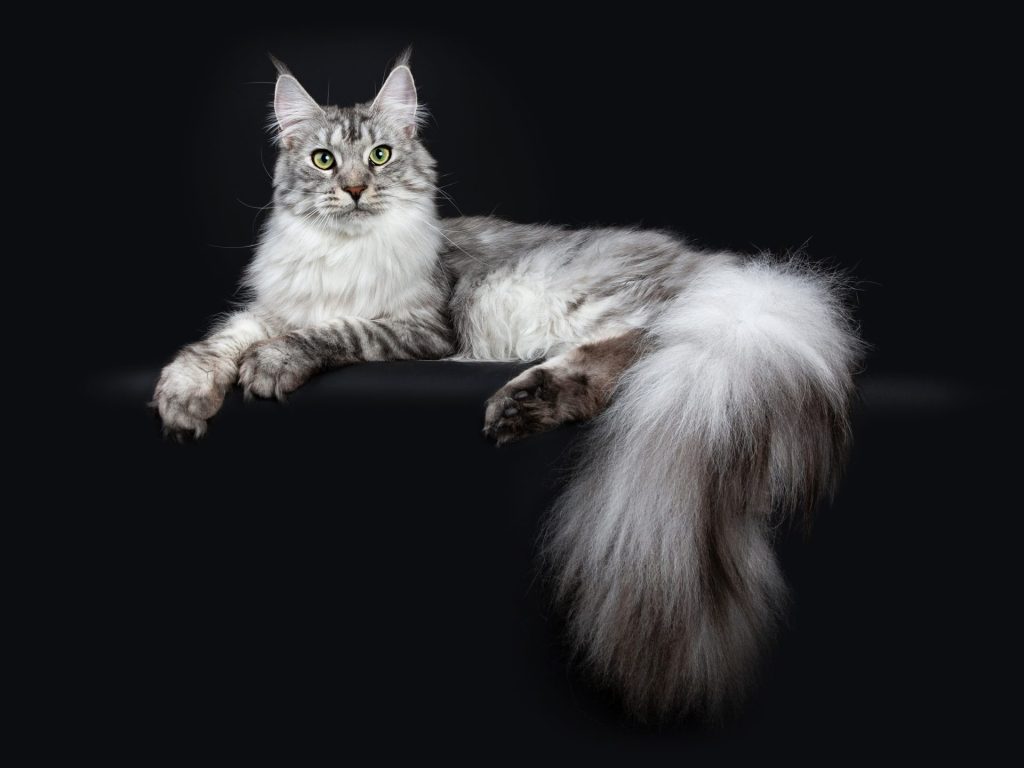 【猫のしぐさ大辞典|しっぽ編】 8 8 AdobeStock 213682169