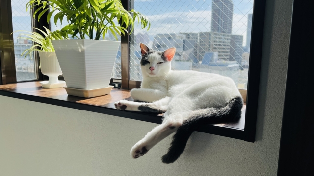 知らないと危険!猫が食べると命に関わる食べ物と緊急時の対応方法 4 2bda77a387f05aee5809b3f6dbf75963
