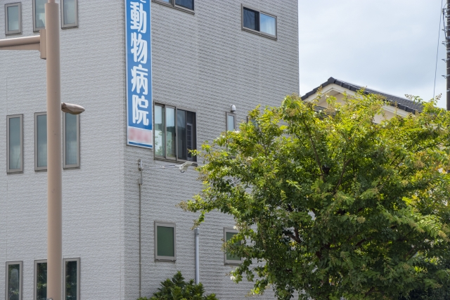 知らないと危険!猫が食べると命に関わる食べ物と緊急時の対応方法 5 b3572b09de693f5934aba62f5914173e