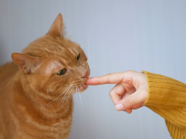 知らないと危険!猫が食べると命に関わる食べ物と緊急時の対応方法 6 cab527dfb3b86fcbdb5979a0557cd6a9