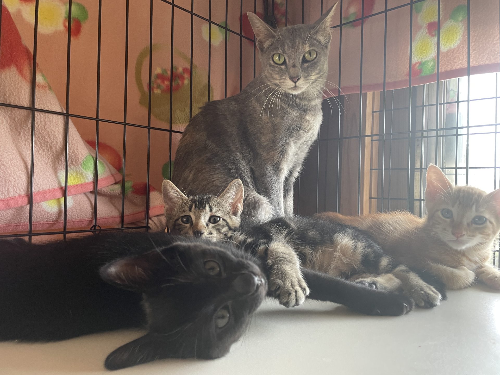 佐賀県保護猫支援「佐賀ニャン」プロジェクト報告 3 IMG 0036 1