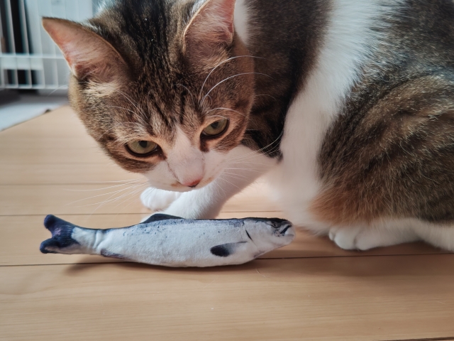 猫に魚を与えても大丈夫?安全な種類や危険な魚、与える時の注意点を解説 1 6ef7b2a75a7aa36591d9b531ddd37b01