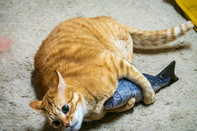 猫に魚を与えても大丈夫?安全な種類や危険な魚、与える時の注意点を解説 3 8eeb3e0e5a3ecbb8c7941c6bc5b7bacf 1