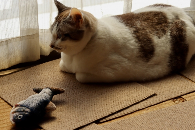 猫に魚を与えても大丈夫?安全な種類や危険な魚、与える時の注意点を解説 5 c89fe53a216bcc667cada5c5545257ab 1