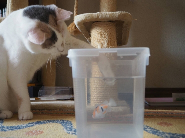 猫に魚を与えても大丈夫?安全な種類や危険な魚、与える時の注意点を解説 6 0cbe57a82329889e4cb38ad15ed8aa87 1