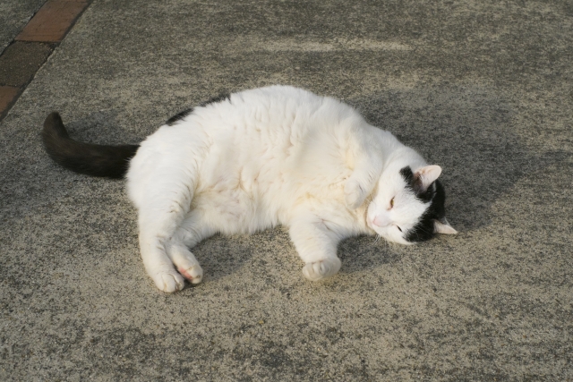 猫の肥満は病気のもと?肥満の見分け方やダイエットの方法を徹底解説【獣医師監修】 2 9a6614196babea2d5d58c74b04524e88